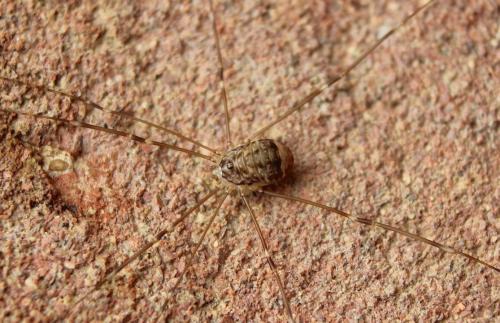 Réf. 192 337 : Leiobunum blackwallii